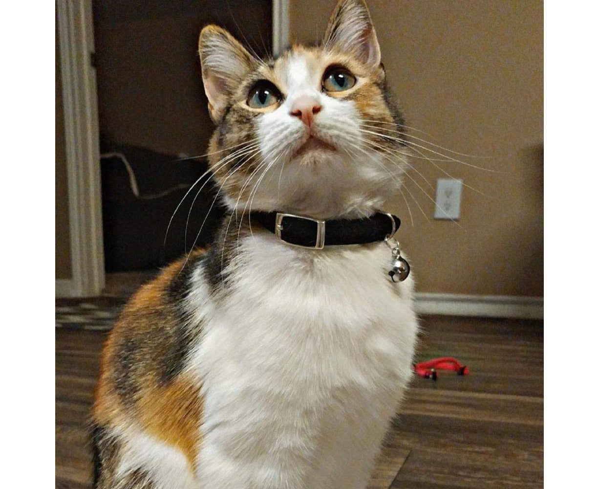 Cat Collar with Safety Belt and Bell 24-30Cm, Gift for Valentine'S Day