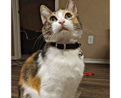 Cat Collar with Safety Belt and Bell 24-30Cm, Gift for Valentine'S Day